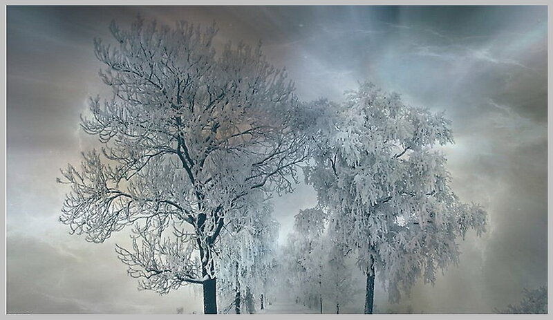 Frost-covered Trees — White