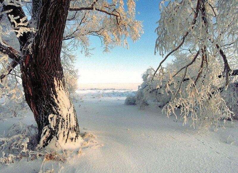 Frost-covered Trees — Winter, Photograph