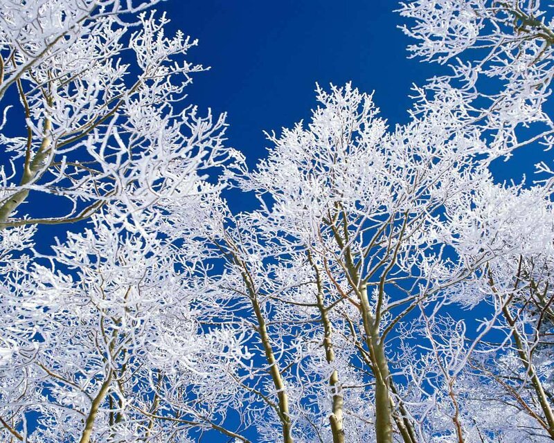 Frost-covered Trees — Winter, Sky