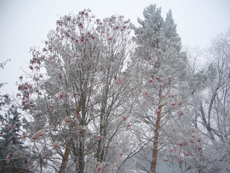 Frost-covered trees with berries
