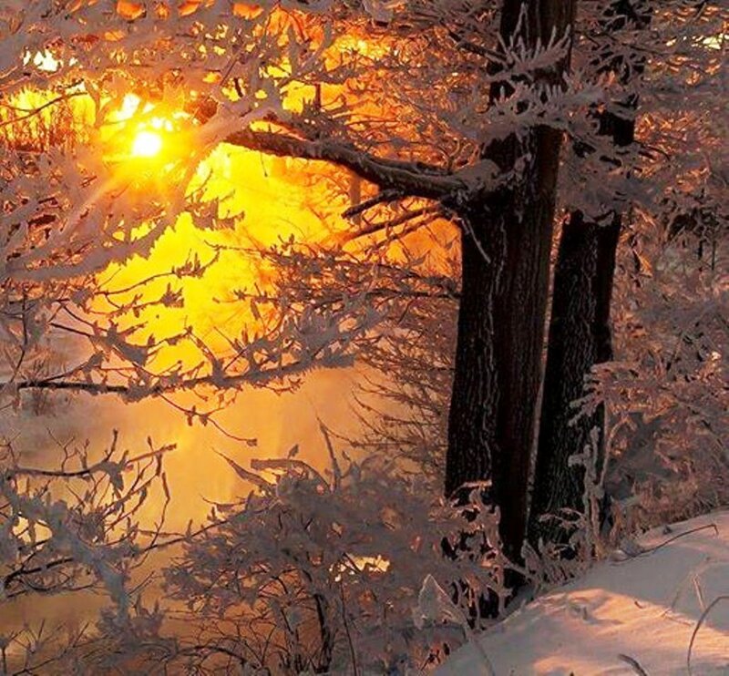 Frost-covered Trees — Yellow, Dramatic