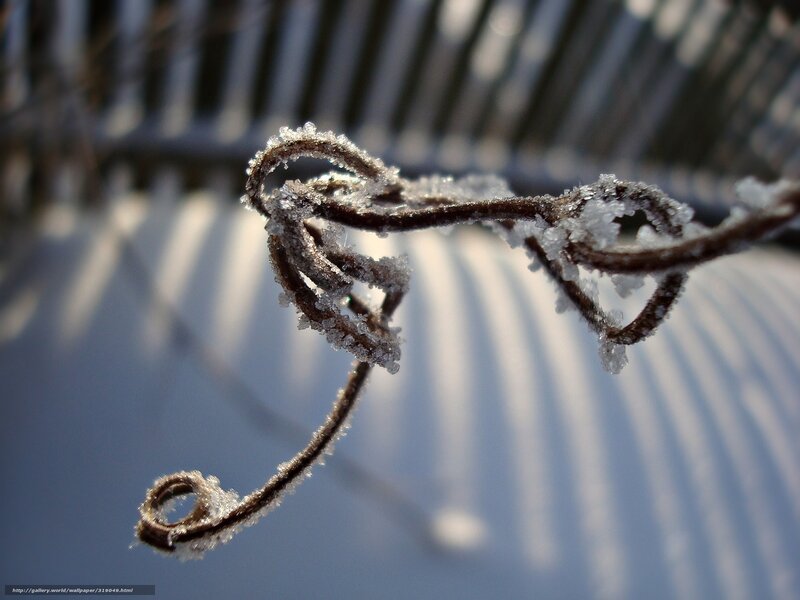 frost-covered vine in sunlight
