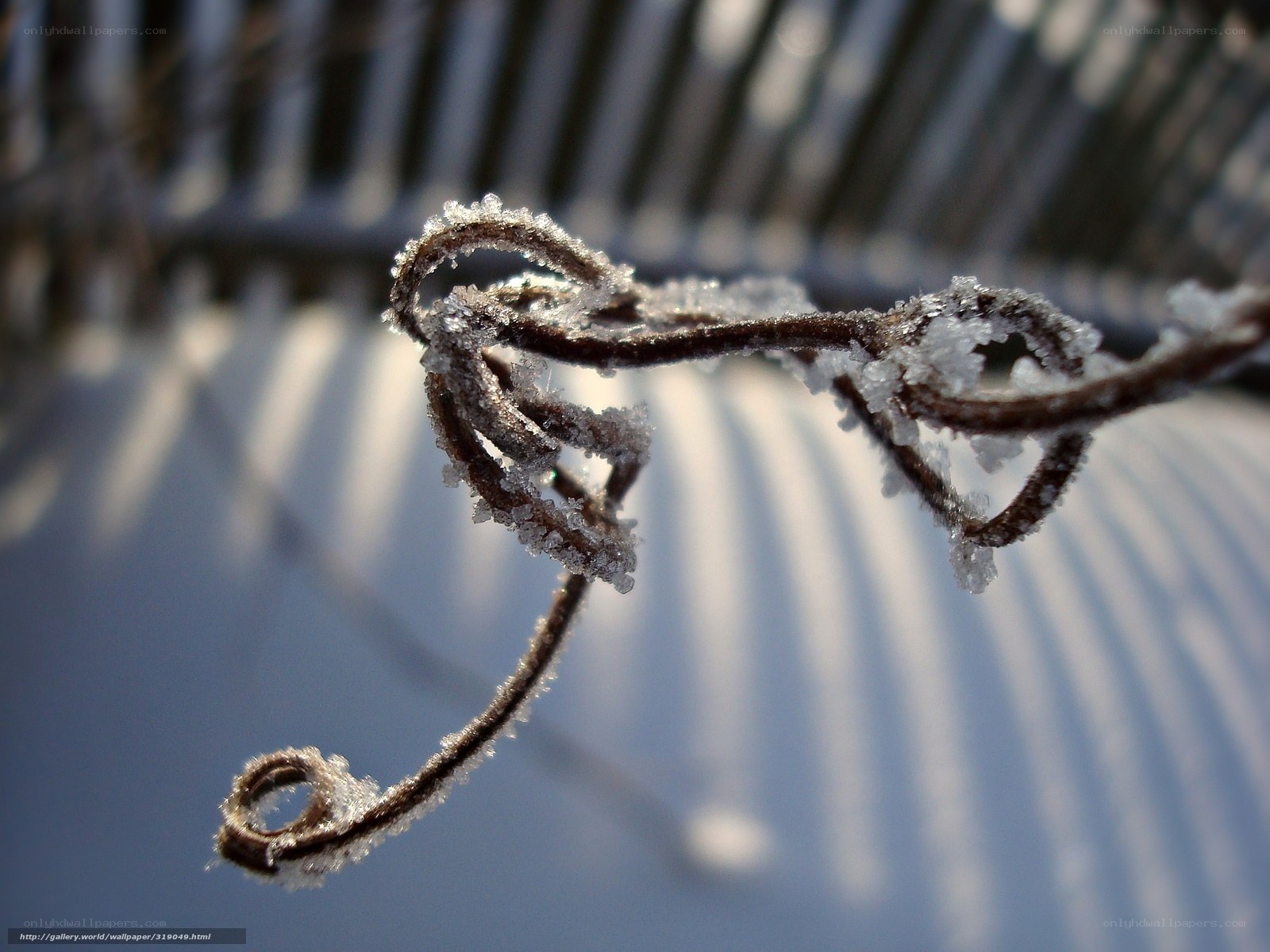 frost-covered vine in sunlight