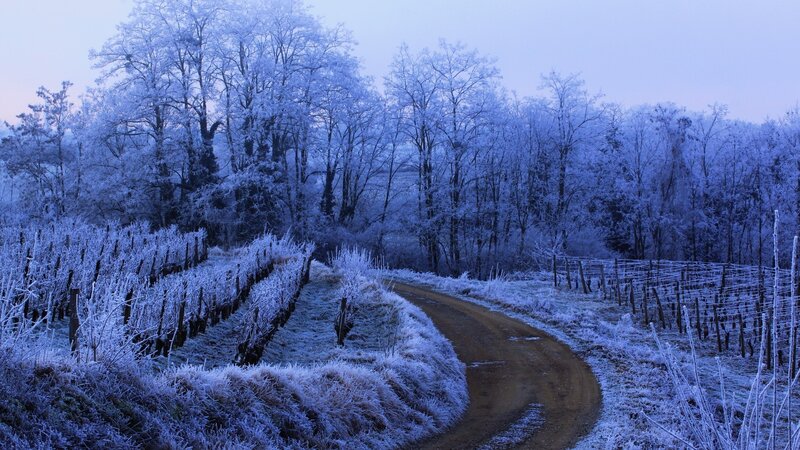 Frost-covered Vineyard — Blue