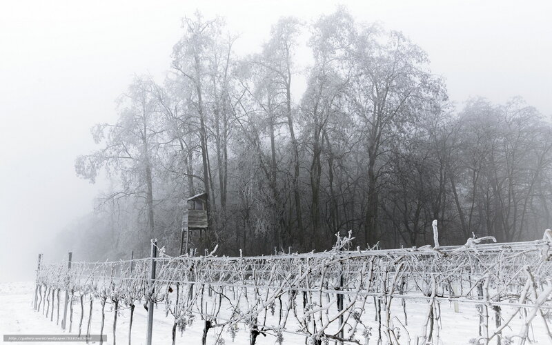 frost-covered vineyard in winter