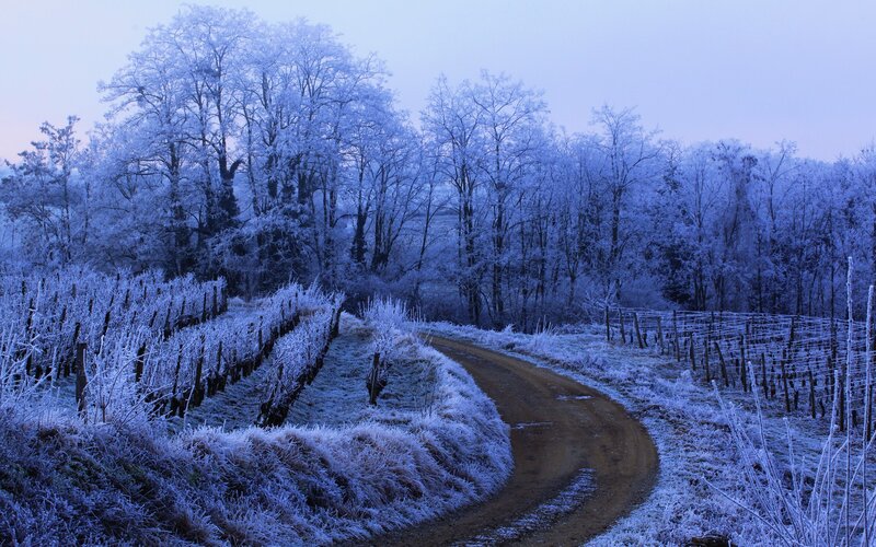 Frost-covered vineyard path