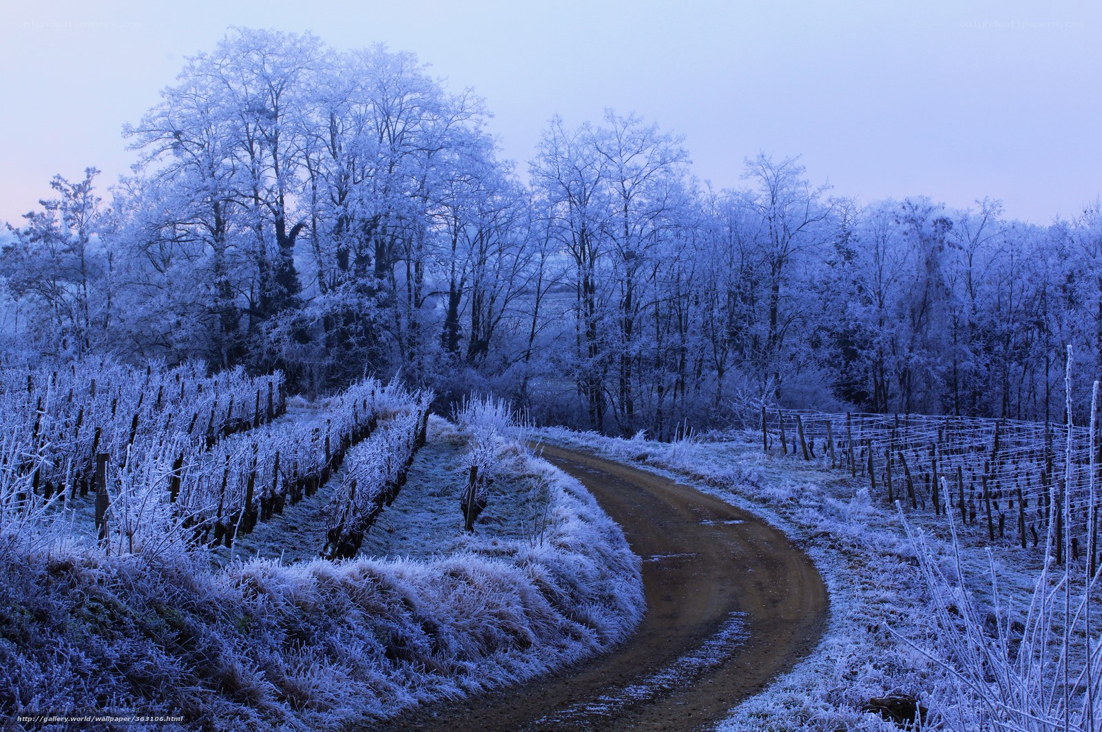 Frost-covered vineyard path
