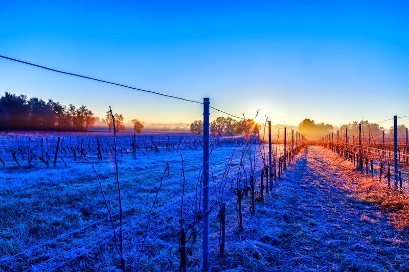 Frost-covered Vineyard