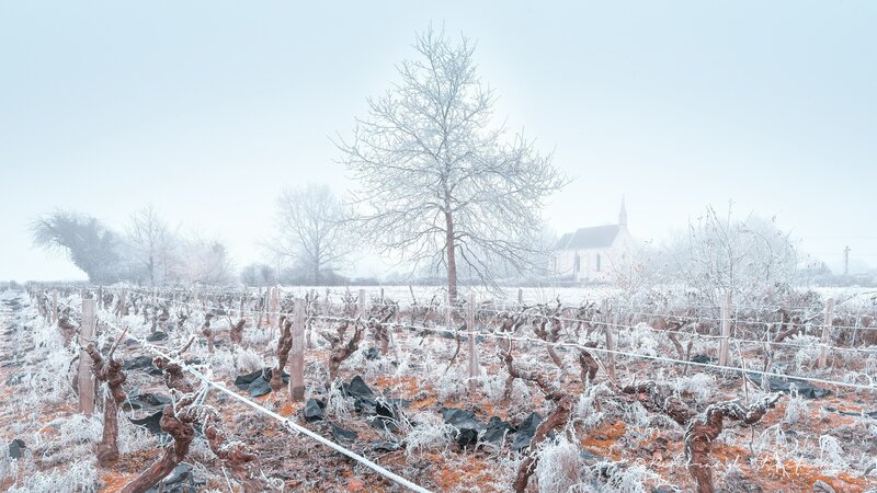 Frost-covered Vineyard — White