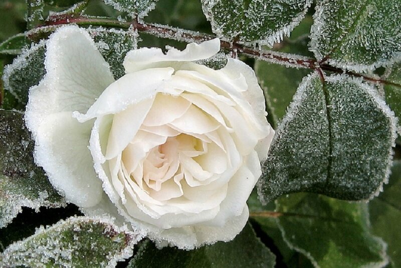 frost-covered white rose
