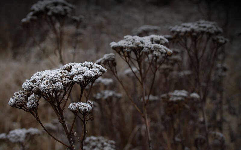 frost-covered wildflowers