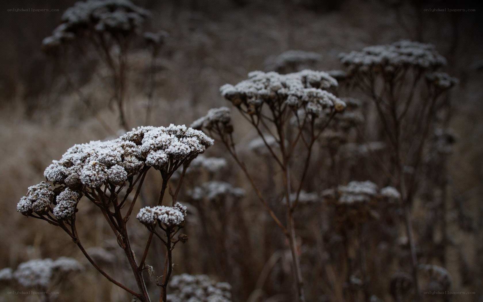 frost-covered wildflowers