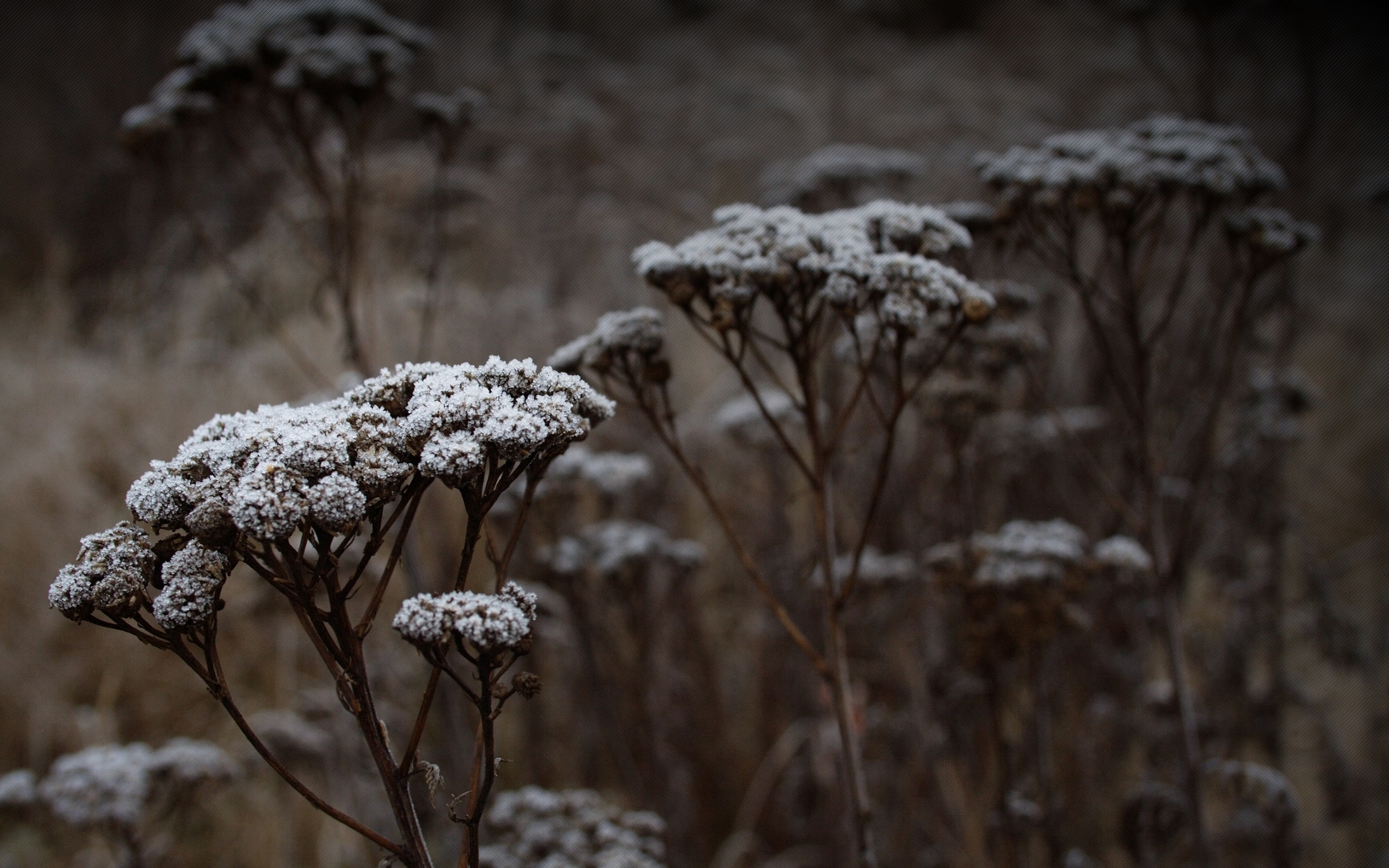 frost-covered wildflowers