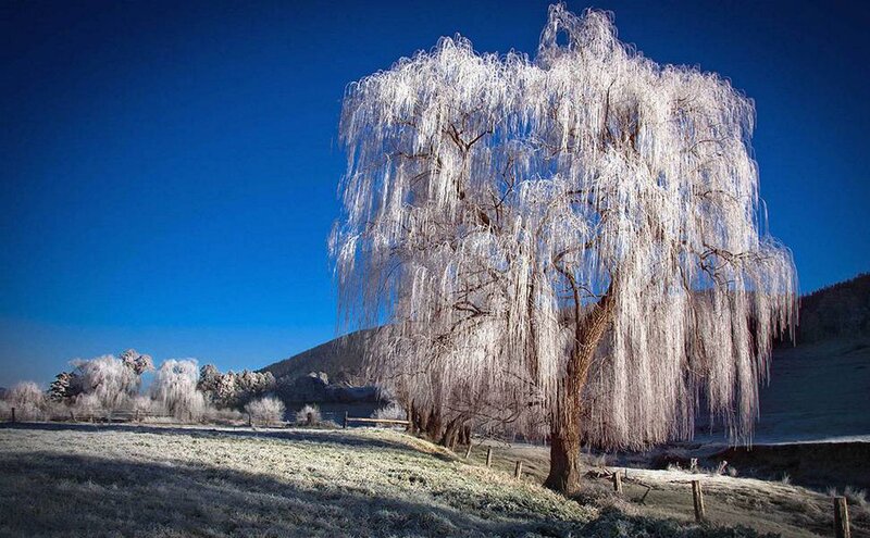 Frost-covered Willow Tree — Blue