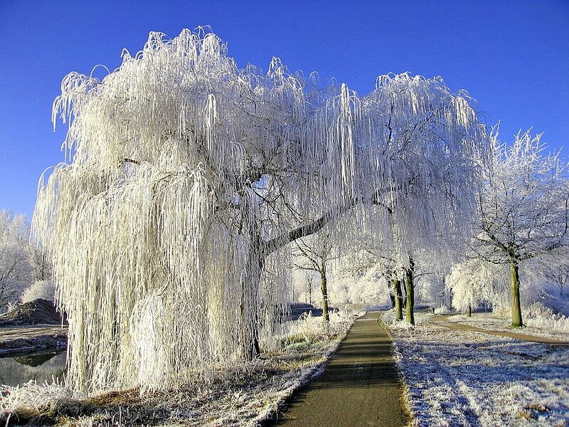 Frost-covered Willow Tree