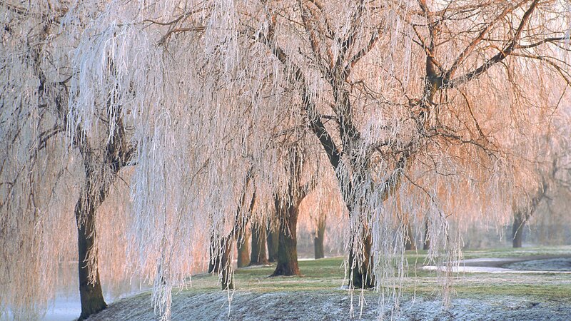 Frost-covered Willow Trees — White