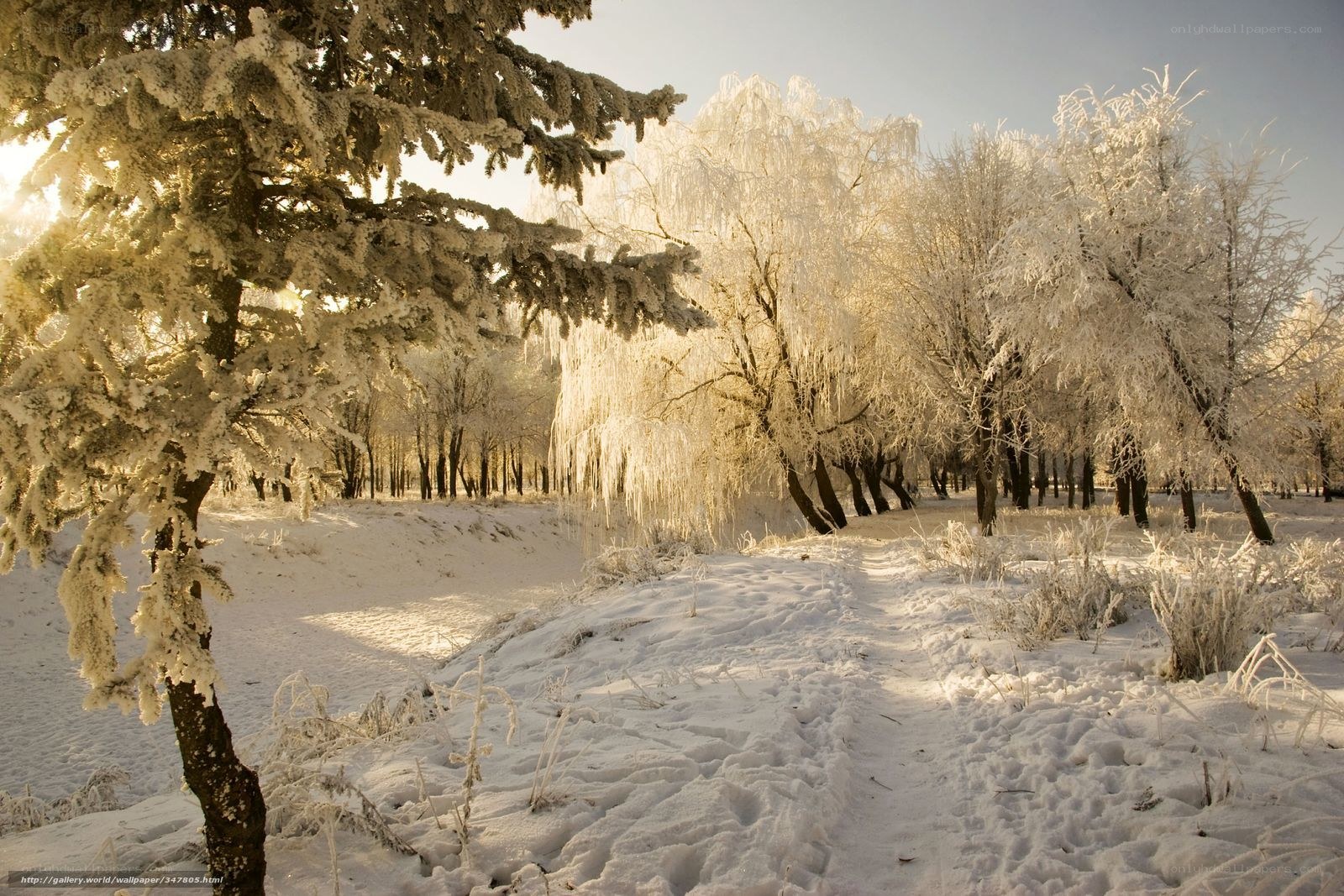 Frost-covered winter forest