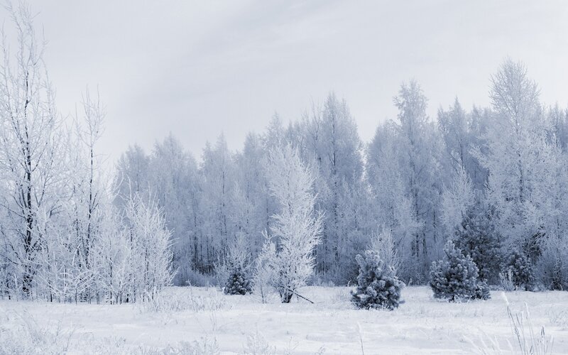 frost-covered winter forest