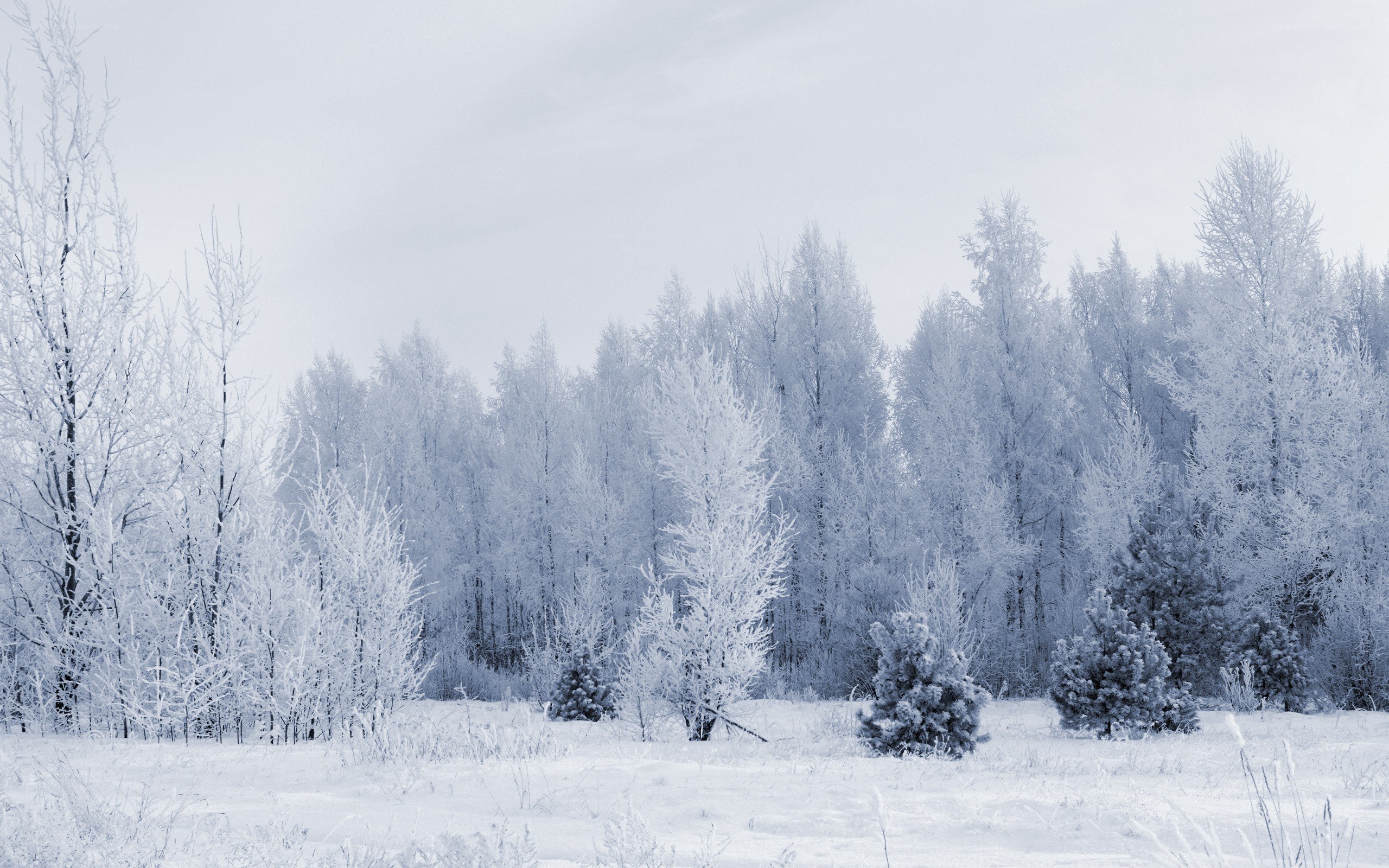 frost-covered winter forest