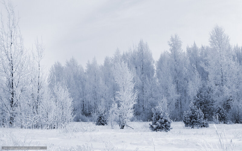 frost-covered winter forest
