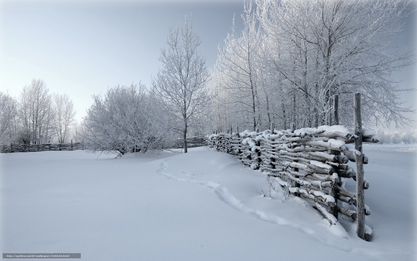 frost-covered winter landscape