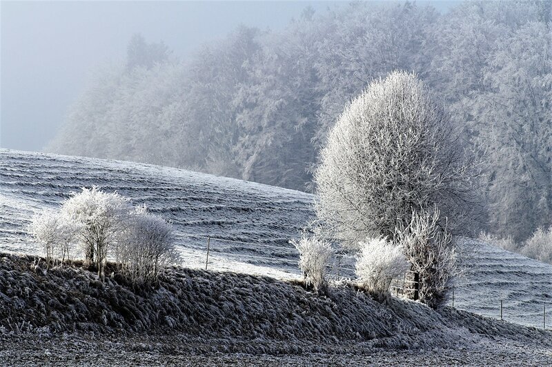Frost-covered winter landscape