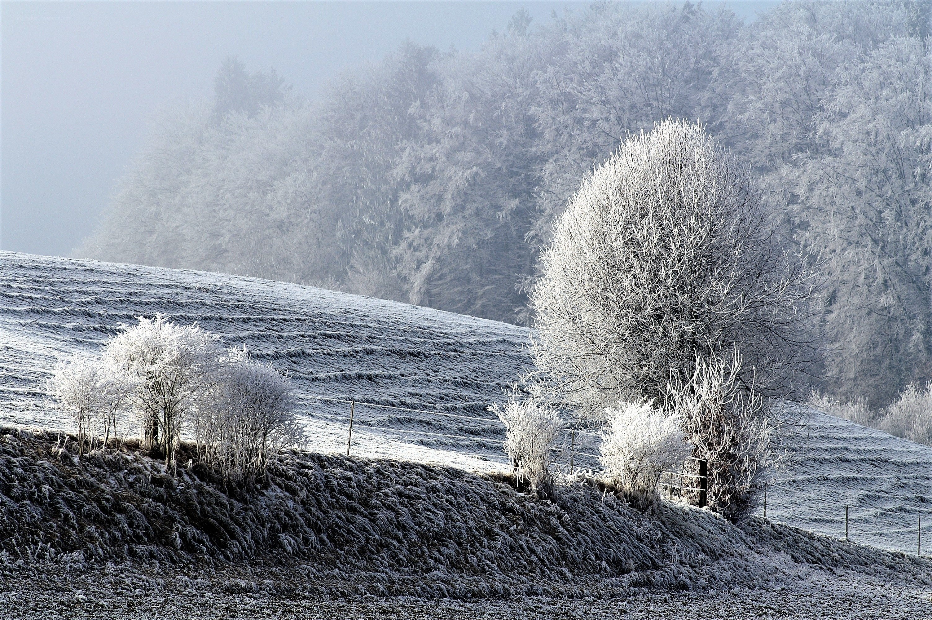 Frost-covered winter landscape