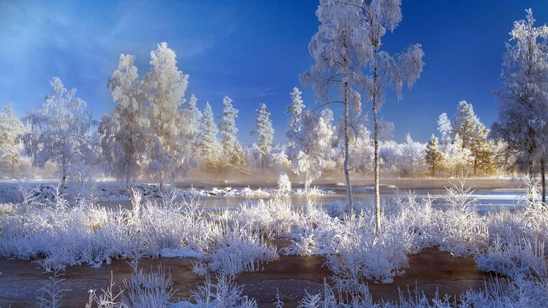 frost-covered winter landscape