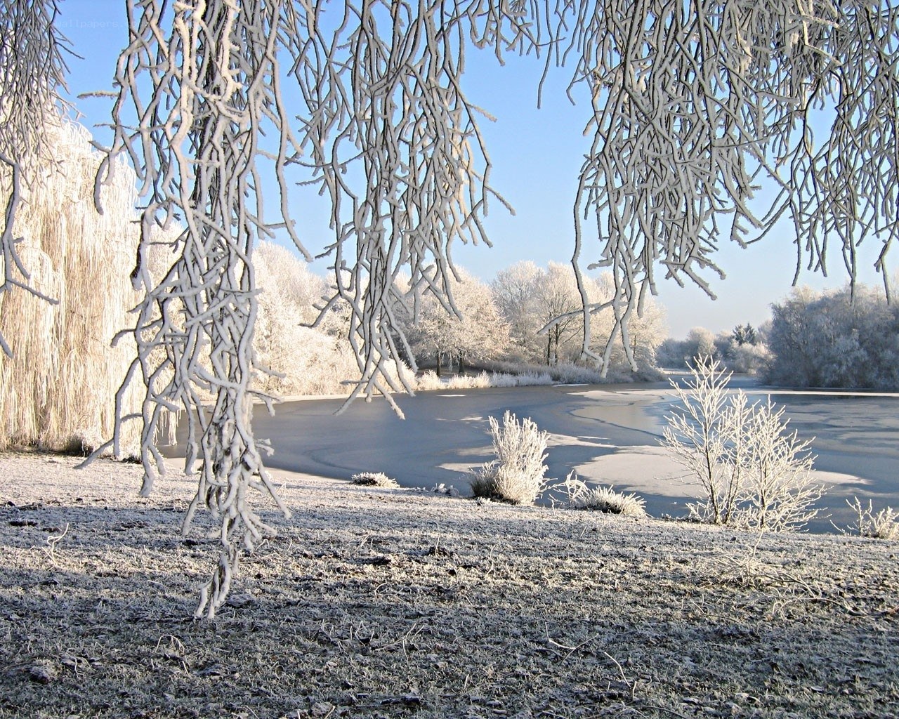 Frost-covered winter landscape