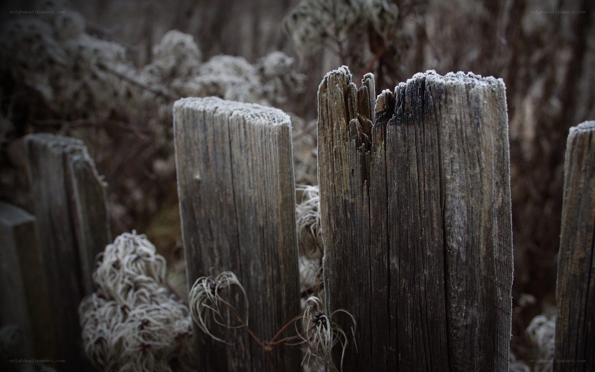 Frost-covered wooden posts