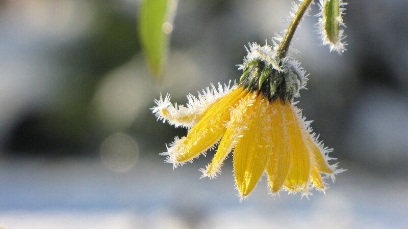 Frost-covered Yellow Flower — Cold