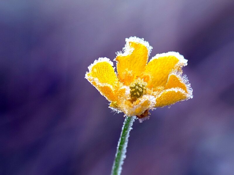 Frost-covered Yellow Flower