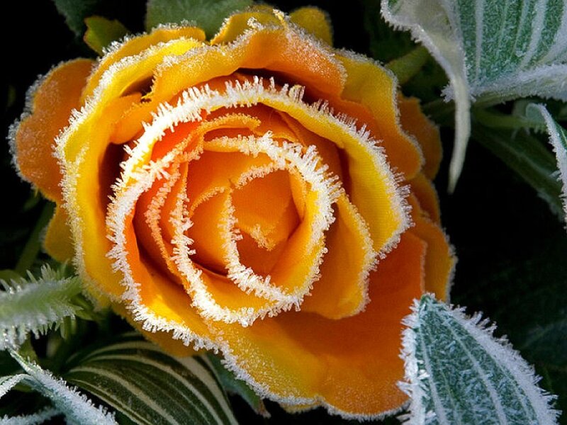 Frost-covered Yellow Rose