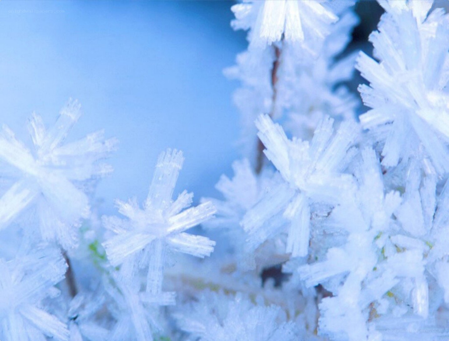 frost crystals on a branch