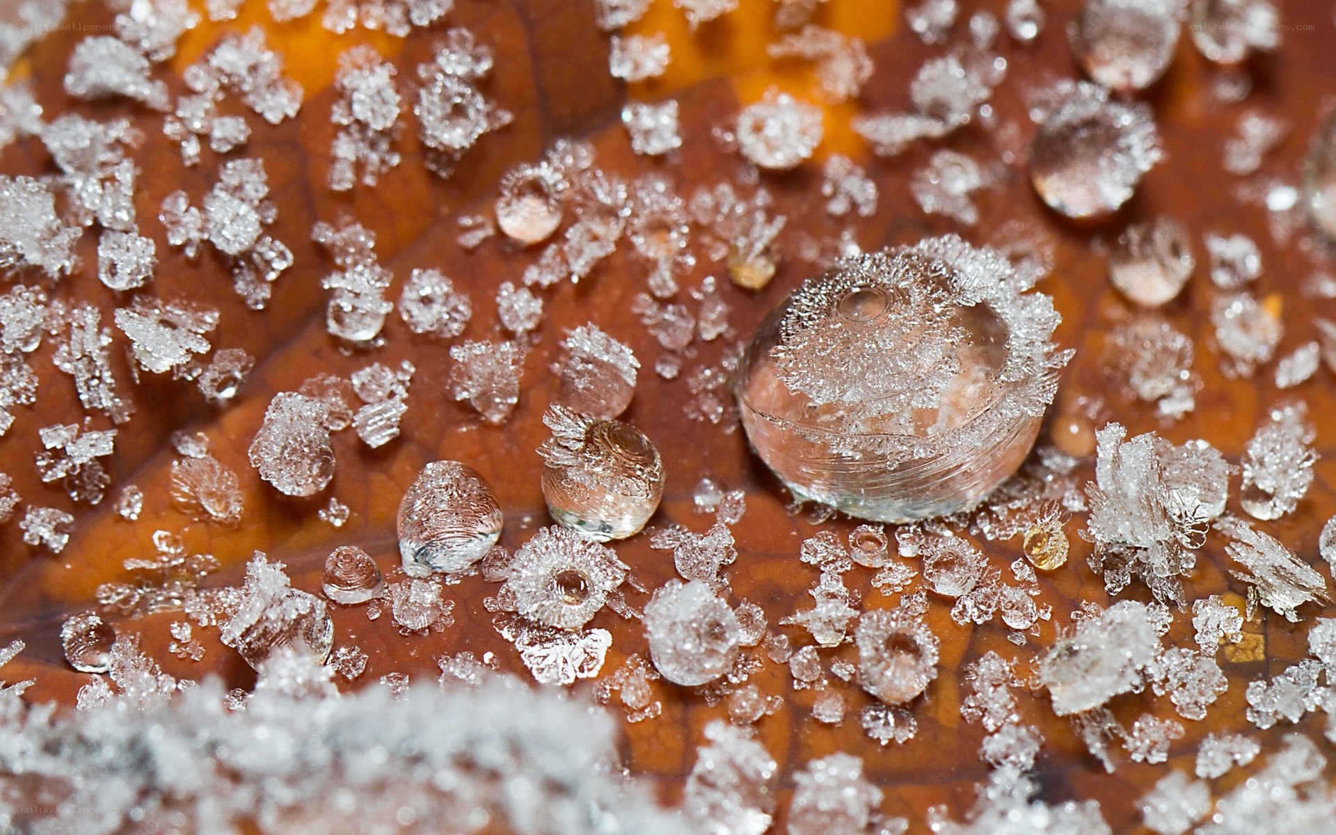 frost crystals on a leaf