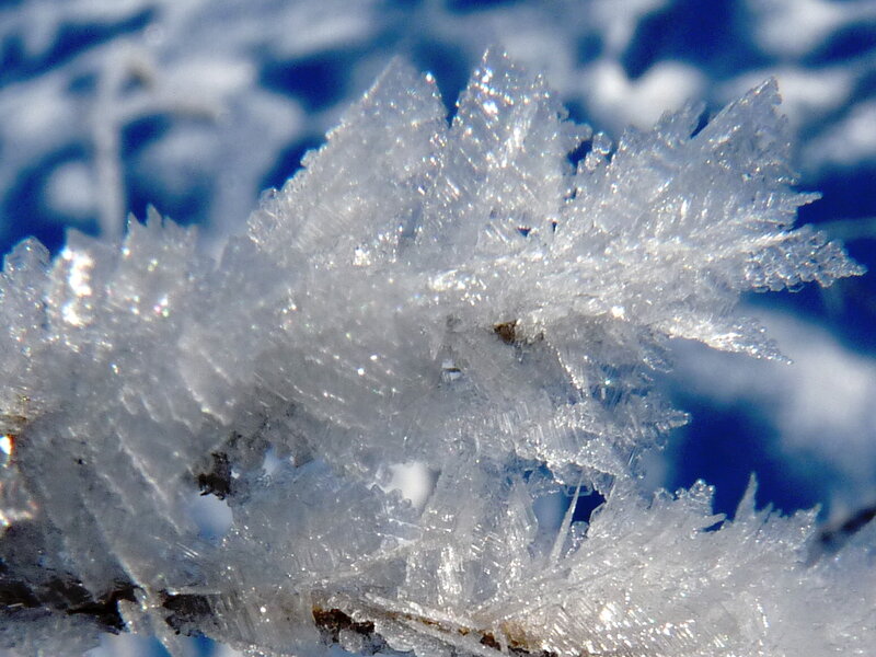 Frost Crystals on Branch