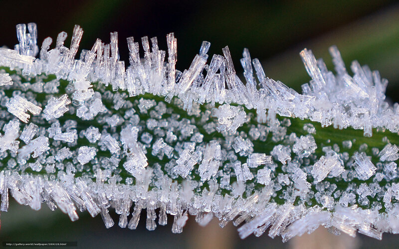 Frost Crystals on Leaf — Green, Calm