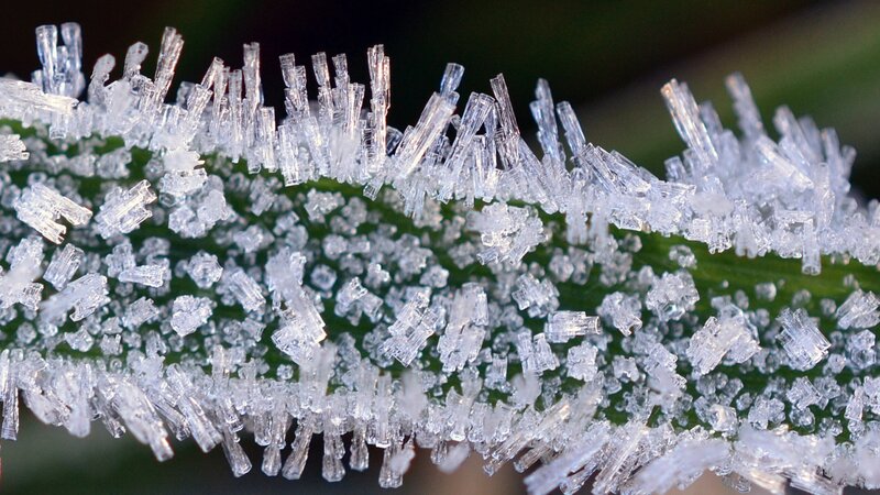 Frost Crystals on Leaf — Green