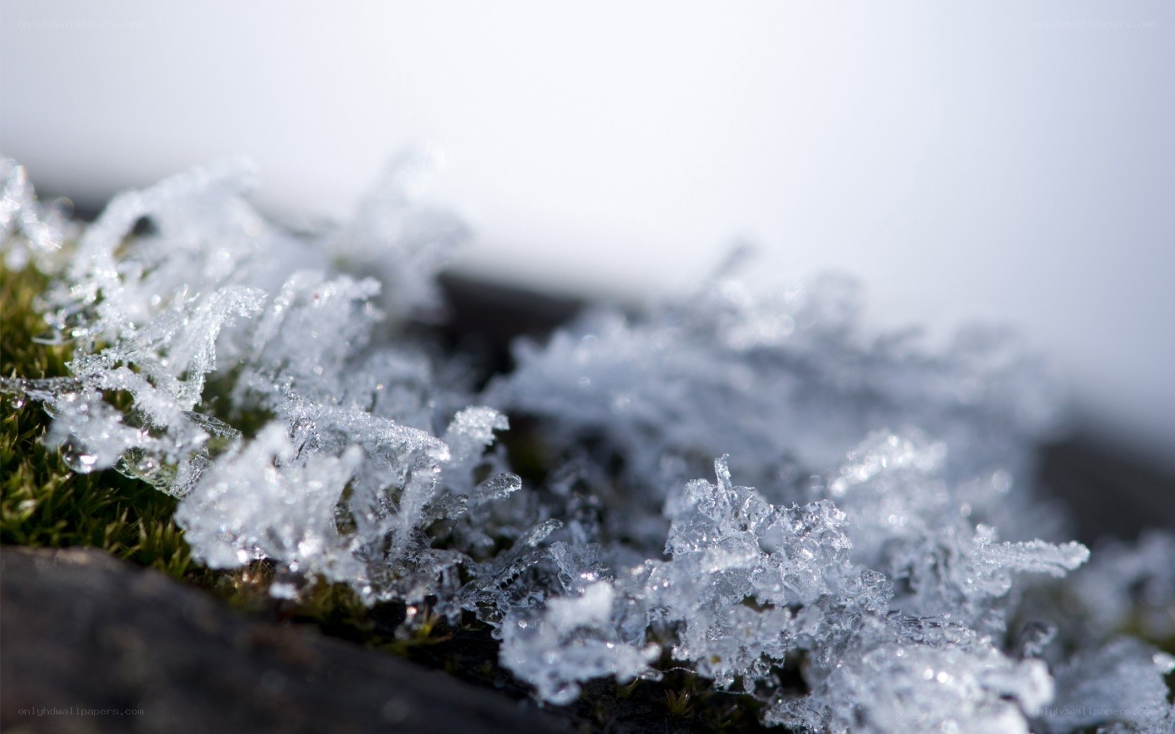 frost crystals on moss