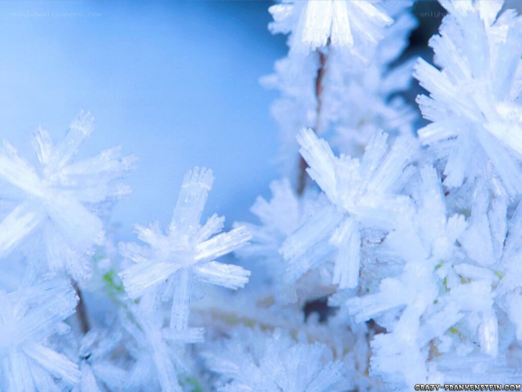 frost crystals on plant