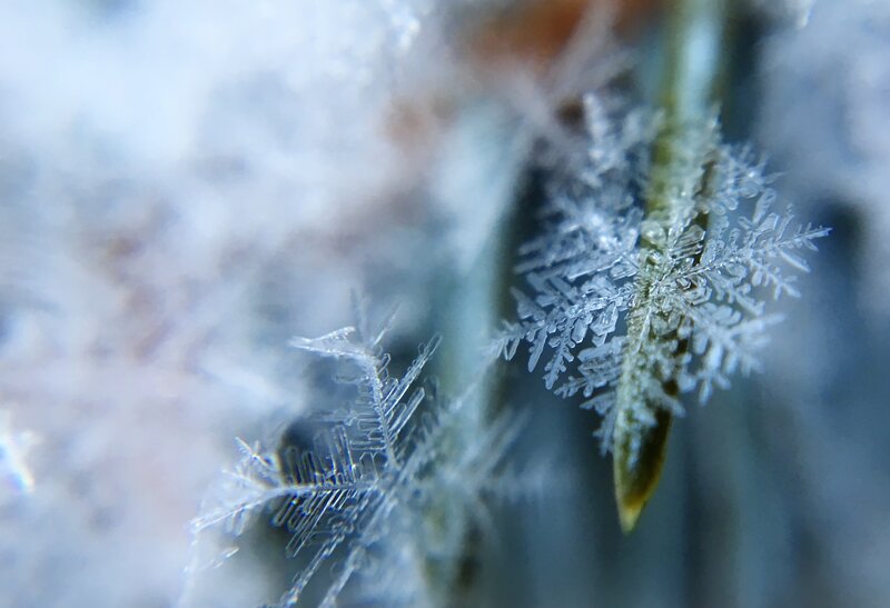 Frost Crystals on Plant — White, Cold