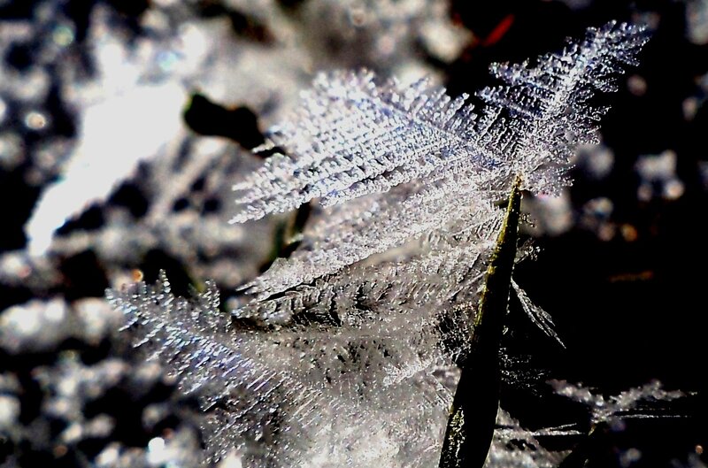 Frost Crystals on Plant — White, Dramatic