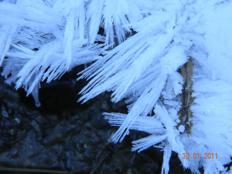 Frost Crystals on Plant — White