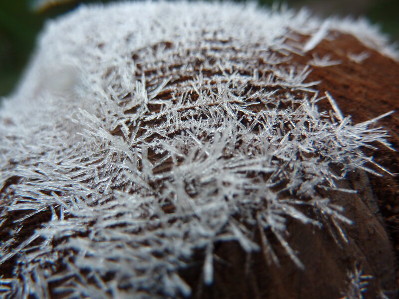Frost Crystals on Wood