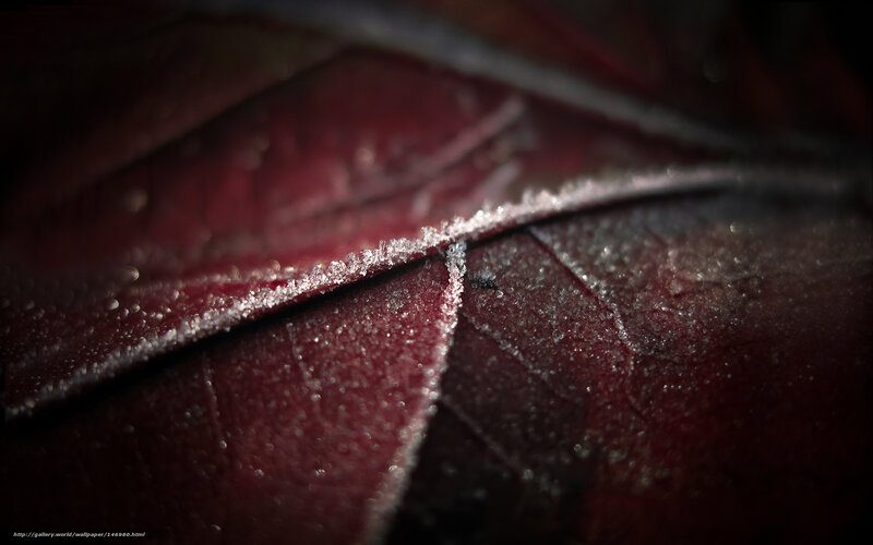 Frost on a red leaf