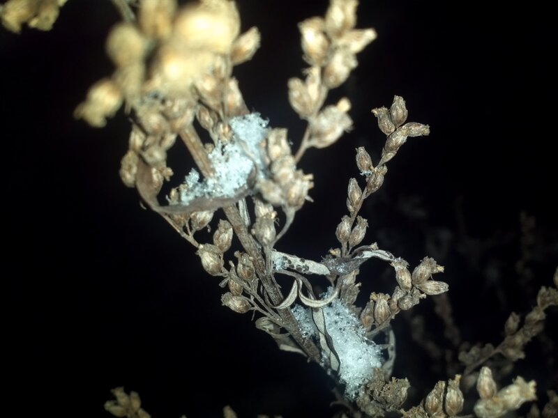 frost on dried plant