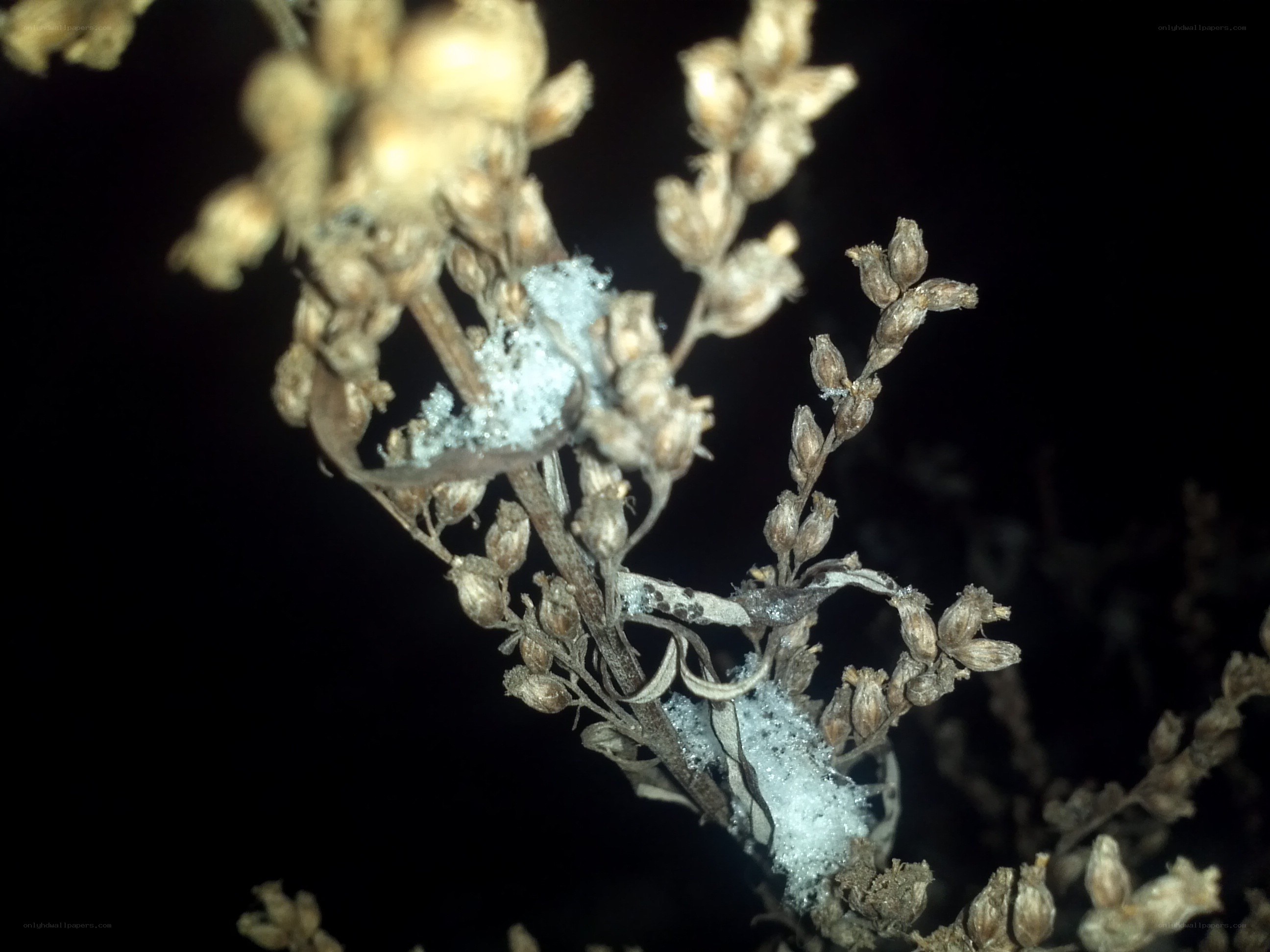 frost on dried plant