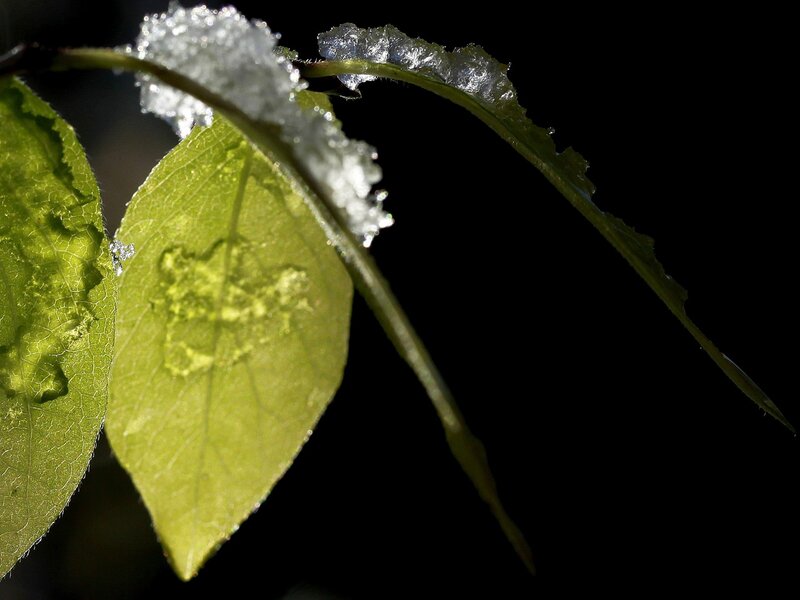 frost on green leaves