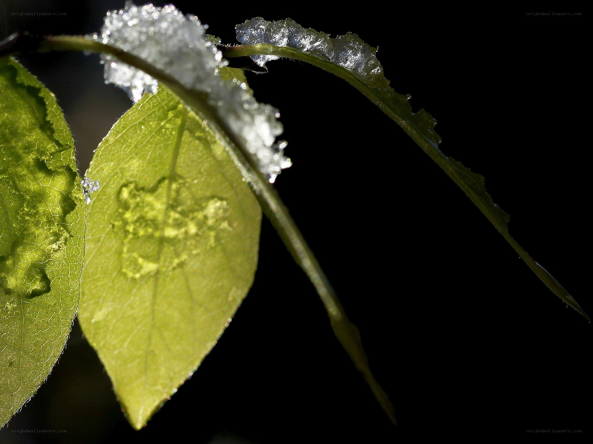 frost on green leaves