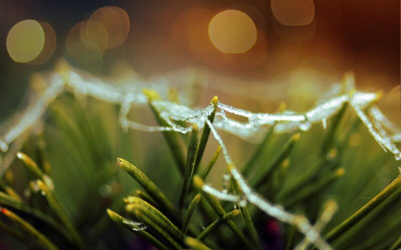 frost on pine needles